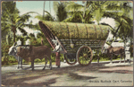 Double bullock cart, Colombo.