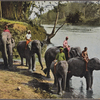 Elephants crossing river, Ceylon.