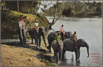 Elephants crossing river, Ceylon.