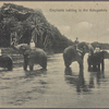 Elephants bathing in the Katugastota River, Ceylon.