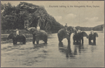 Elephants bathing in the Katugastota River, Ceylon.