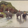 Temple elephants after their bath, Kandy, Ceylon.