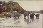 Temple elephants after their bath, Kandy, Ceylon.