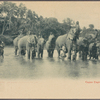 Ceylon.  Ceylon elephants.