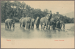 Ceylon.  Ceylon elephants.