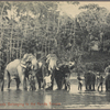 Sacred elephants belonging to the Kandy Temple.