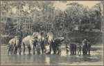 Sacred elephants belonging to the Kandy Temple.
