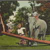 Ceylon elephant at work.