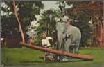 Ceylon elephant at work.
