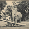 Elephant at work, Ceylon.