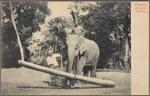 Elephant at work, Ceylon.