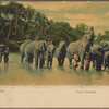 Ceylon elephants.