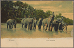 Ceylon elephants.