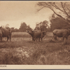 Buffaloes, Siam.