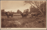 Buffaloes, Siam.