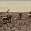 Ploughing rice-field, Siam.