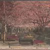 Cherry blossoms at Karurusu, Nagasaki.