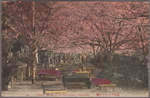 Cherry blossoms at Karurusu, Nagasaki.