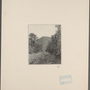 Open area surrounded by trees with mountain in background