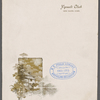 Yipsali Club