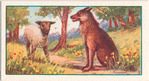 The wolf and the lamb.