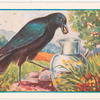 The crow and the pitcher.