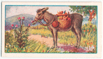 The ass eating thistles.