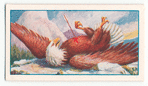 The eagle and the arrow.