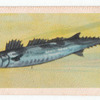 Snoek.