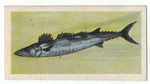 Snoek.