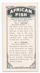 Geelbek.