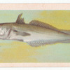 Stockfish.