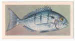 White Stumpnose.