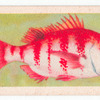 Red Stumpnose.