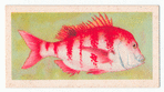 Red Stumpnose.