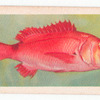 Red Steenbras.