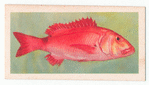 Red Steenbras.