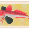 Red Gurnard.