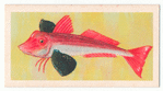 Red Gurnard.