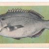 Hottentot.
