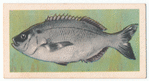 Hottentot.