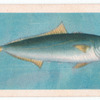 Yellowtail (Albacore).