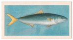 Yellowtail (Albacore).