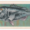 Musselcracker (Black Biskop).