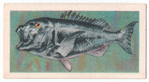 Musselcracker (Black Biskop).