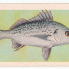 Spotted Grunter.