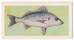 Spotted Grunter.