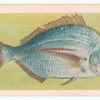 Silver Bream.