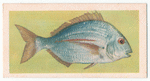 Silver Bream.