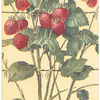 Strawberries growing on a tall cane.